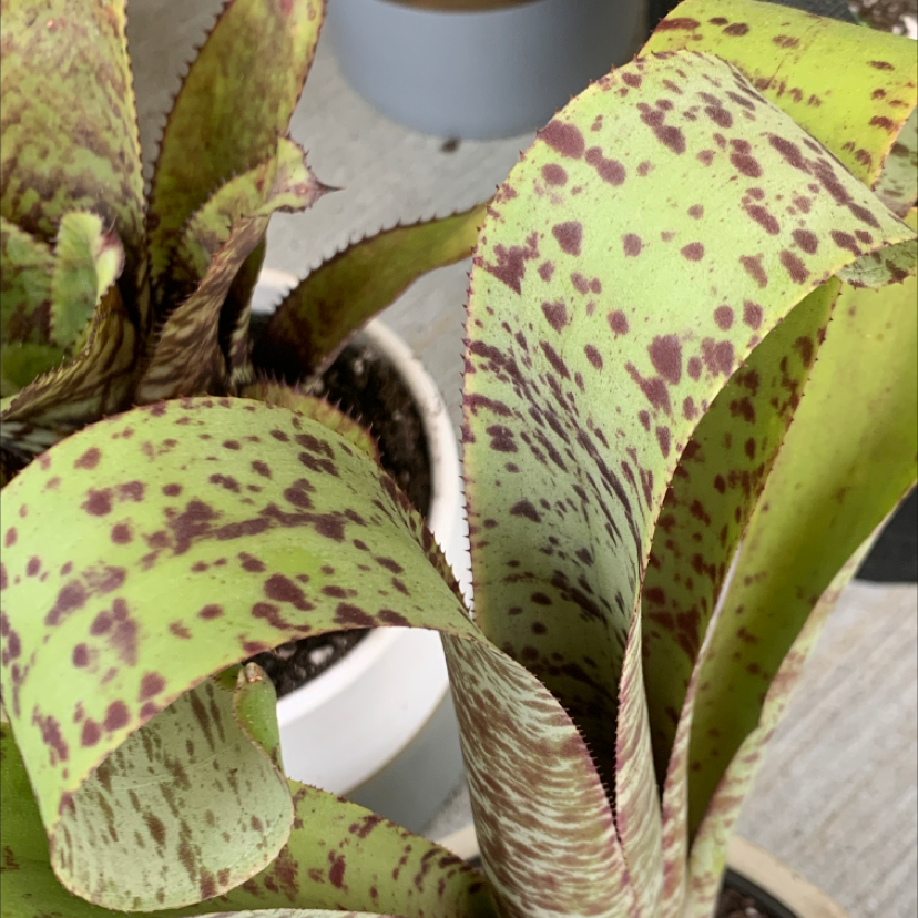 Photo of the plant species Tim Plowman by Erin named Tim plowman on Greg, the plant care app