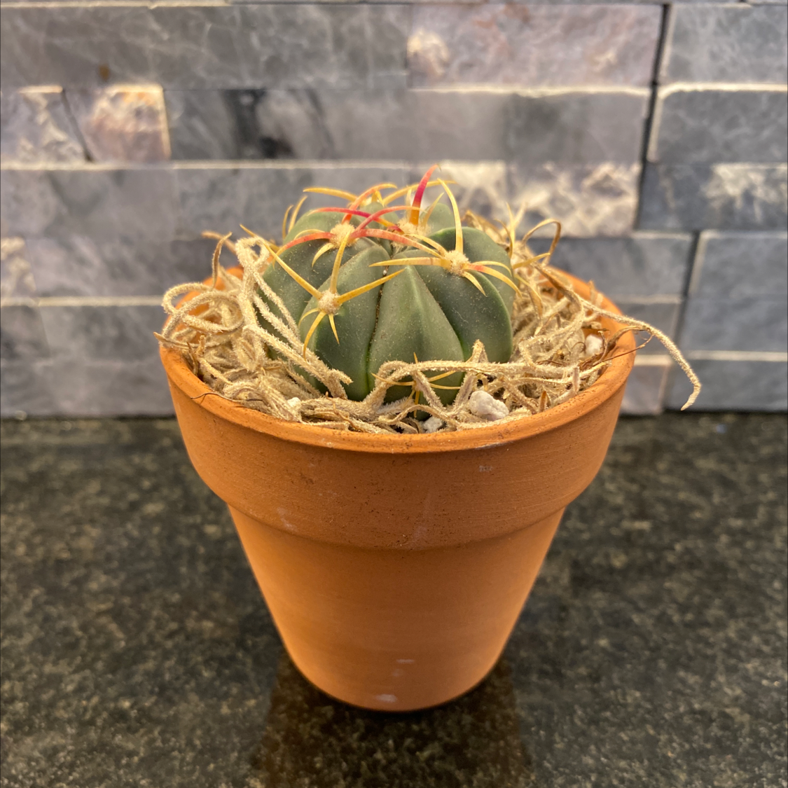 Photo of the plant species Ferocactus macrodiscus by @GiddyPixiecap named Candice on Greg, the plant care app