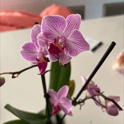orchid plant