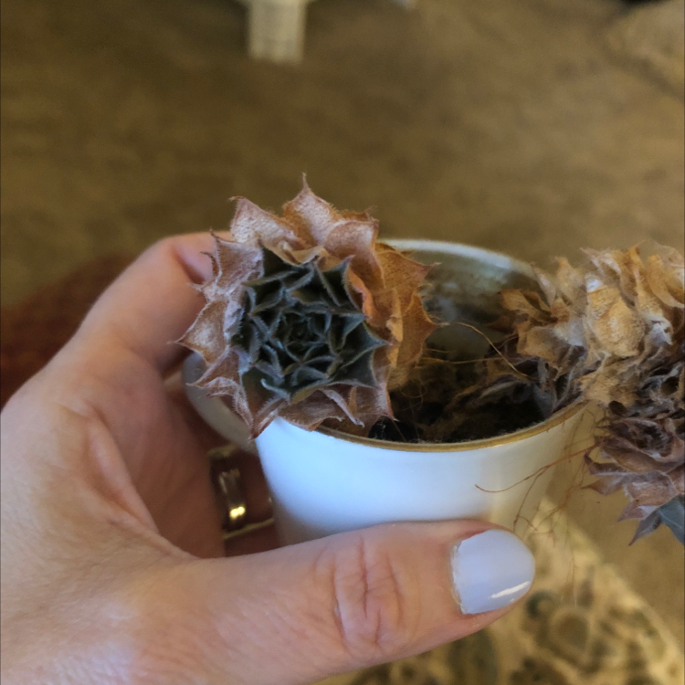 Photo of the plant species Echeveria chinensis by @LaurenBMiller named Wall-E on Greg, the plant care app