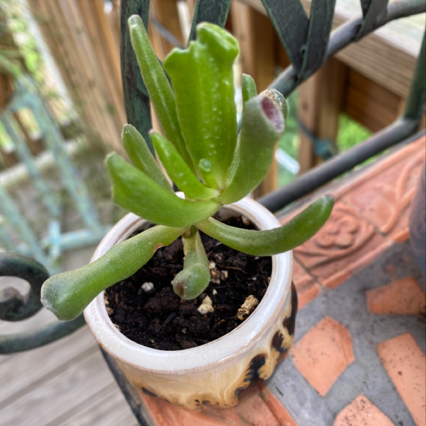 Potted Jade plant with healthy green leaves and minor browning at the tips.