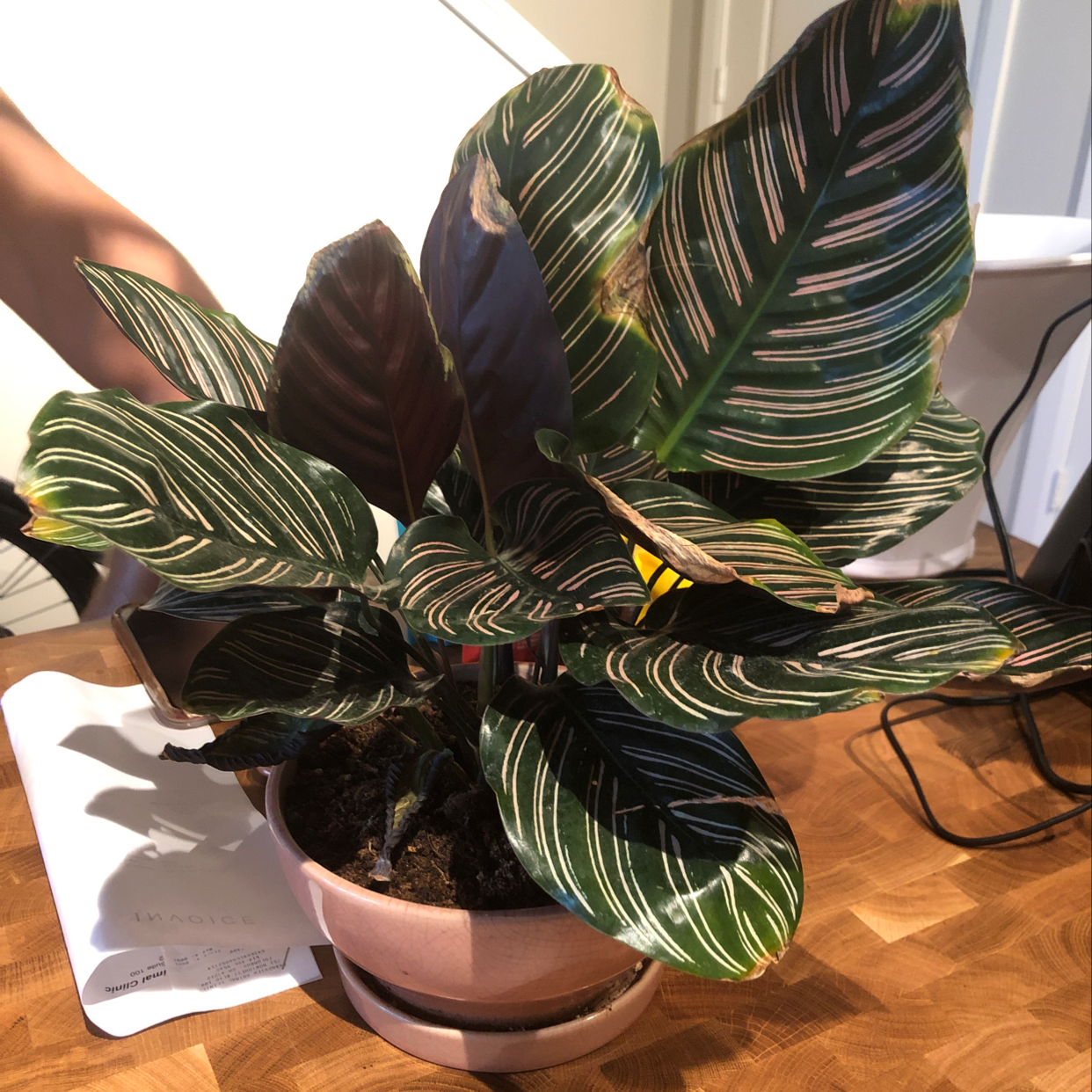 Pinstripe Calathea plant in a pot with distinct white stripes on leaves, some browning at edges.