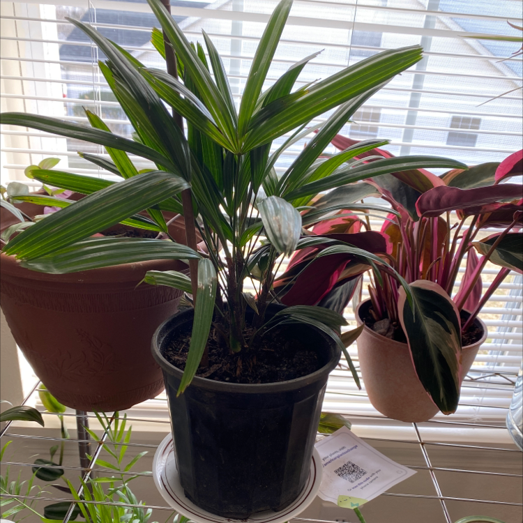 Healthy green Rhapsis Palm houseplant in black plastic pot in front of sunny window, no signs of disease or discoloration.