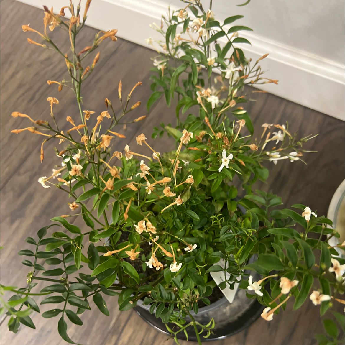 Pink Jasmine plant with wilted flowers in a pot on a wooden floor.