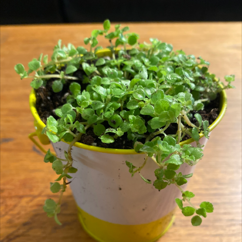 Healthy Pilea depressa plant with dense, vibrant green foliage in a yellow pot on a wooden surface.