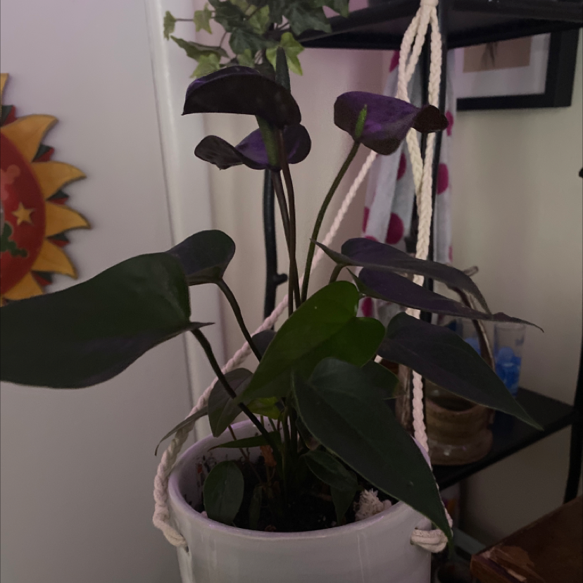Photo of the plant species Anthurium 'Queen of Hearts' by @ElleLove named Lila on Greg, the plant care app