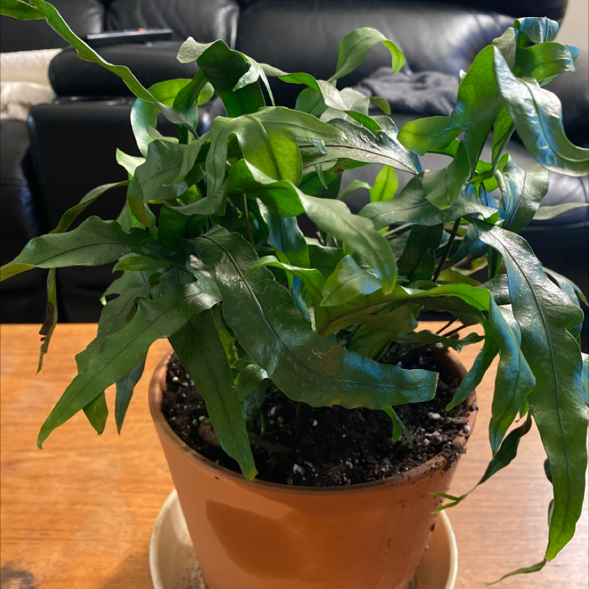 Blue Star Fern in a pot with healthy green leaves and visible soil.