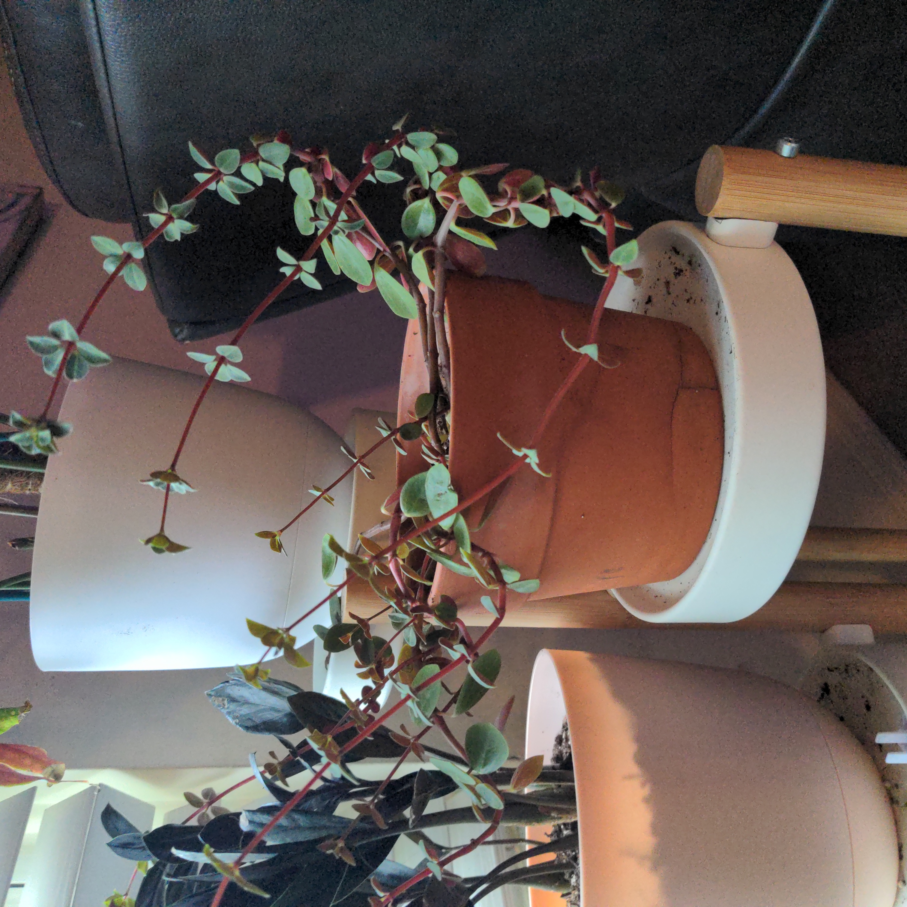 Potted Low Peperomia plant with healthy leaves on red stems, indoors on a stand.