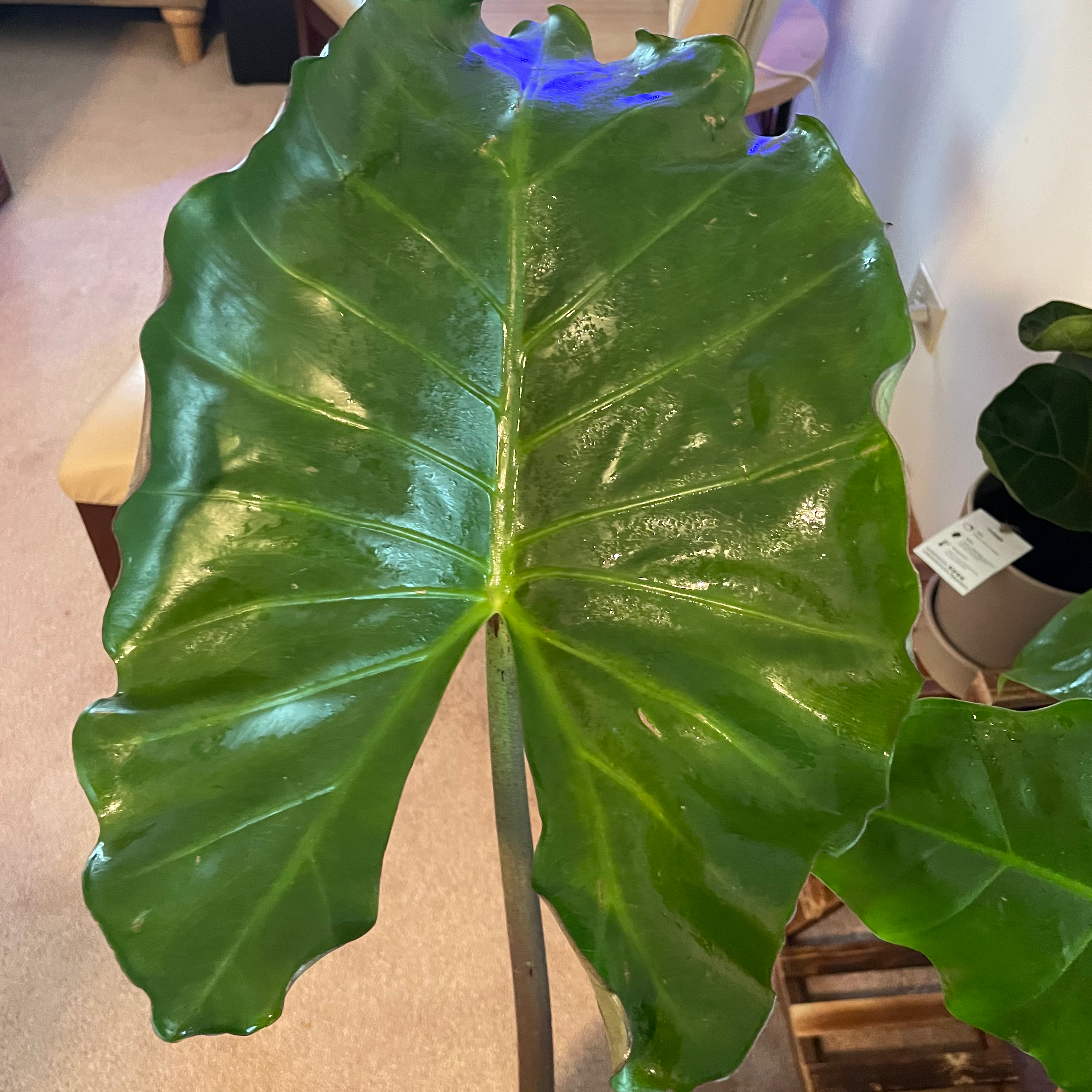 Large glossy green leaf of Alocasia 'Imperial Red' with no visible discoloration.