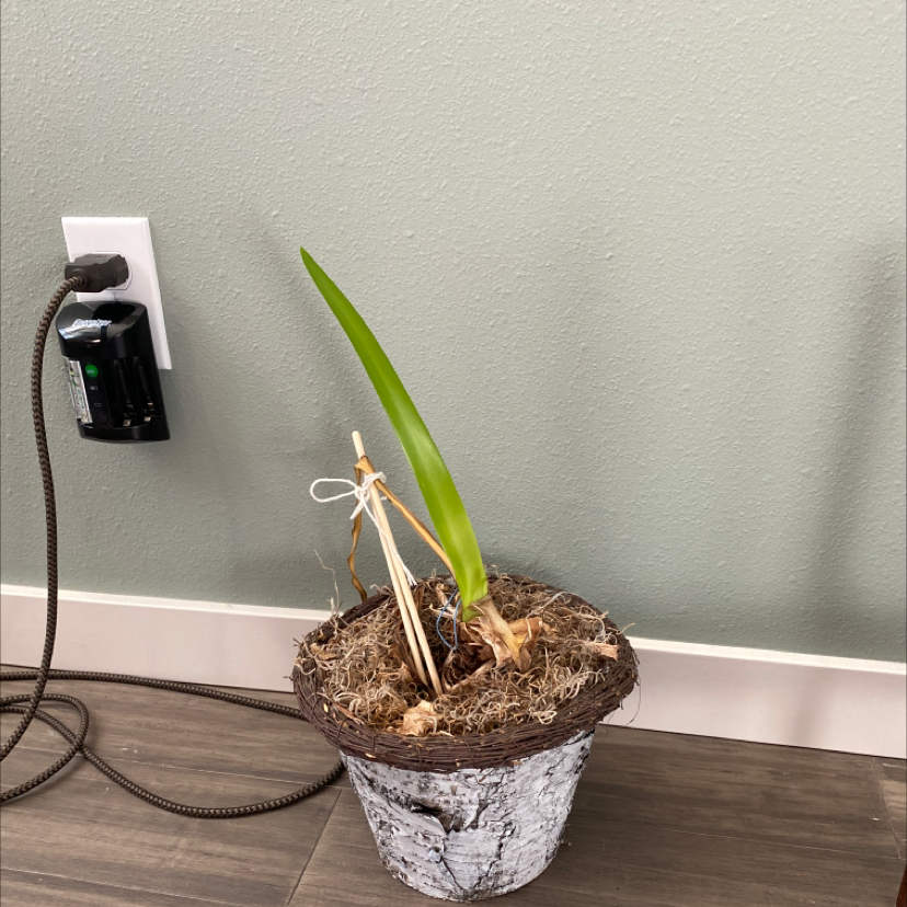 Potted Striped-Tubed Amaryllis with a single green leaf indoors near a wall socket.