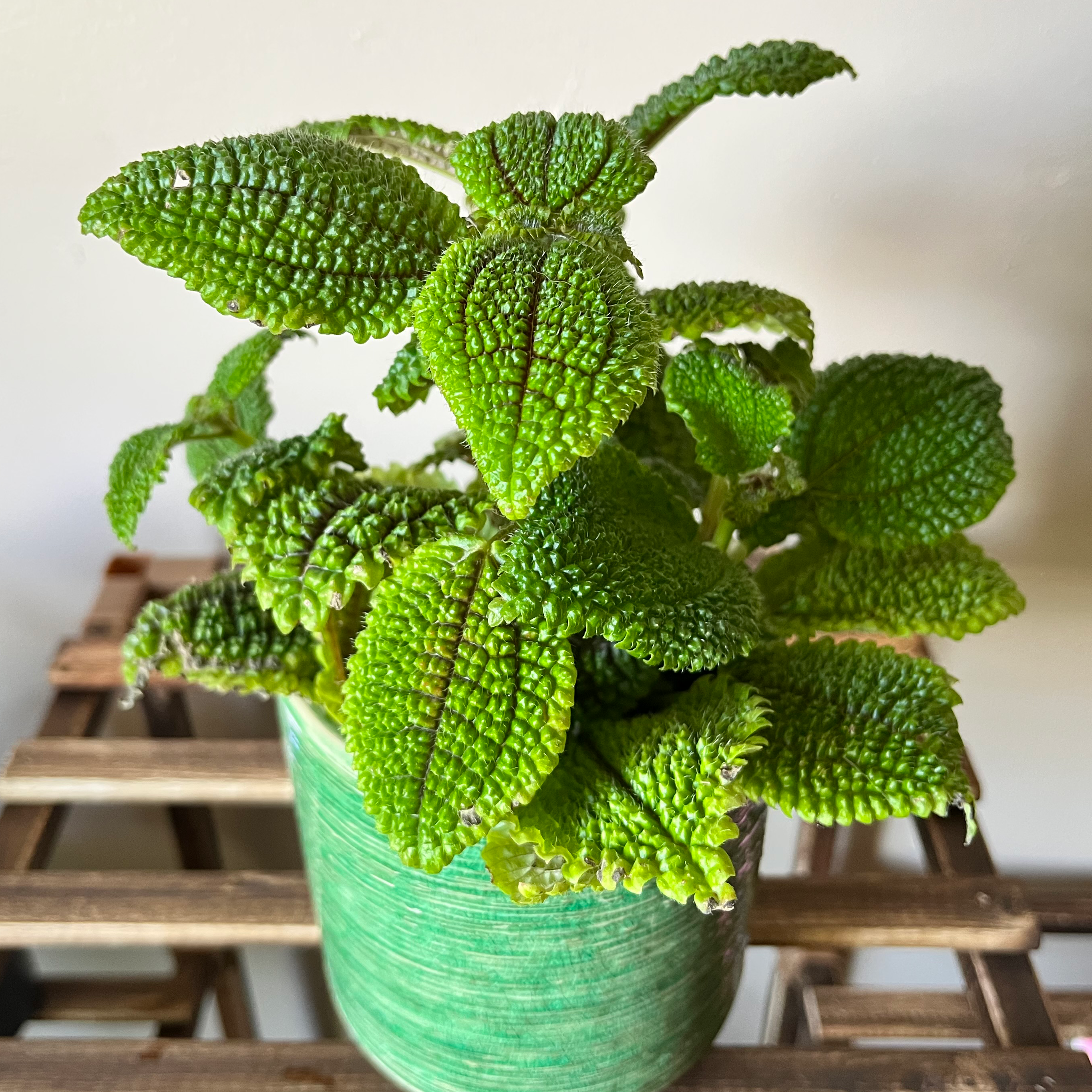 Pilea 'Moon Valley' plant in a green pot with vibrant green, textured leaves.