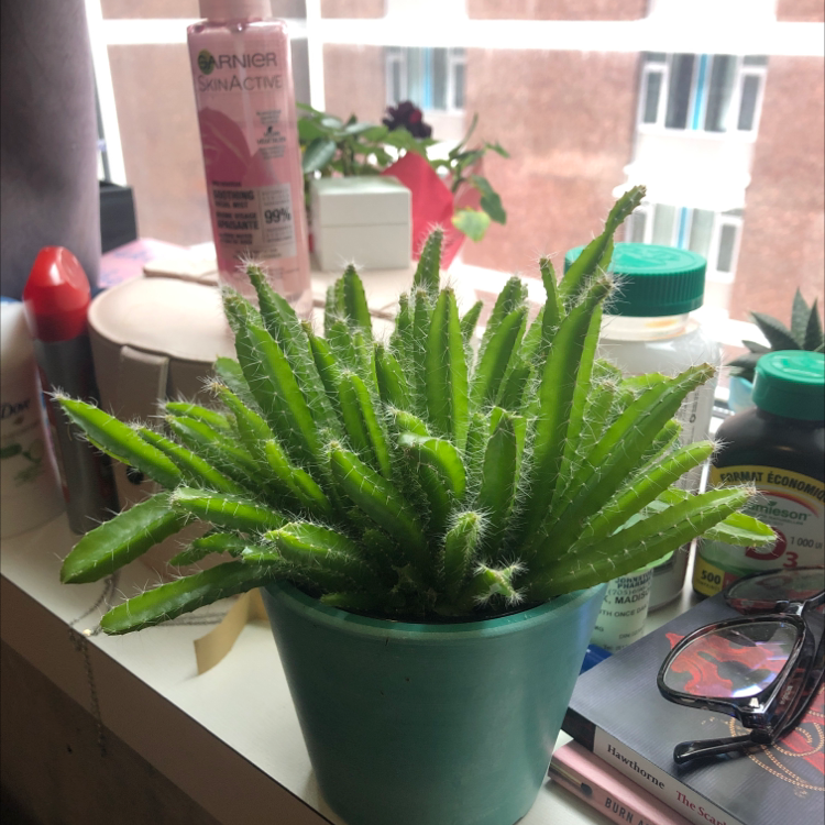 Dragonfruit plant in a pot on a windowsill with vibrant green leaves.