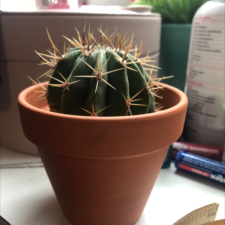 Sonora Barrel cactus in a terracotta pot with household items in the background.
