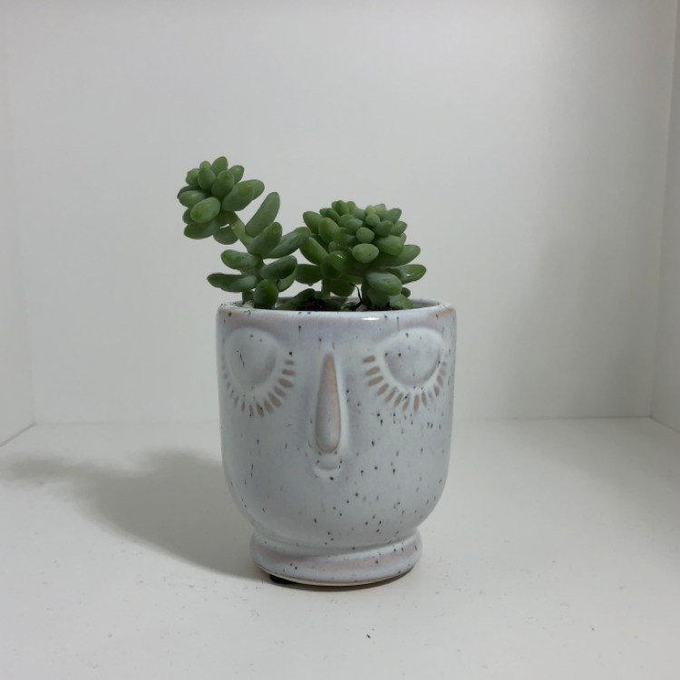 Burro's Tail plant photo by @brindactyl named Pandora on Greg, the plant care app.