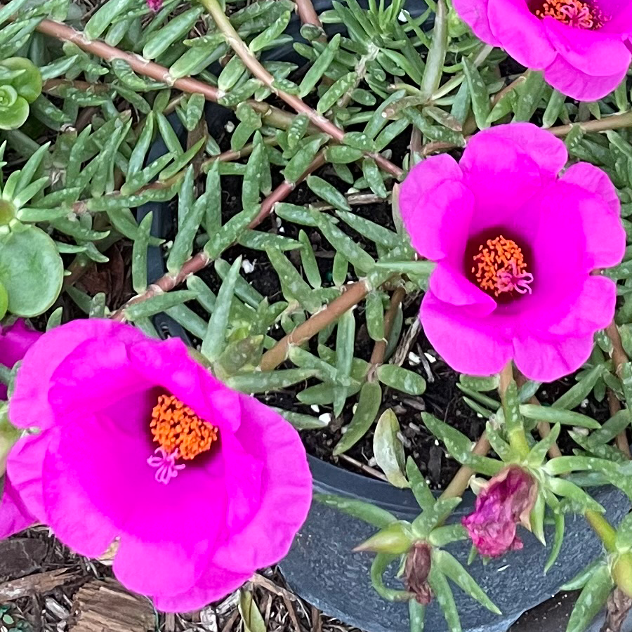 Photo of the plant species Moss Rose Purselane by @ZanyMint named Navajo on Greg, the plant care app