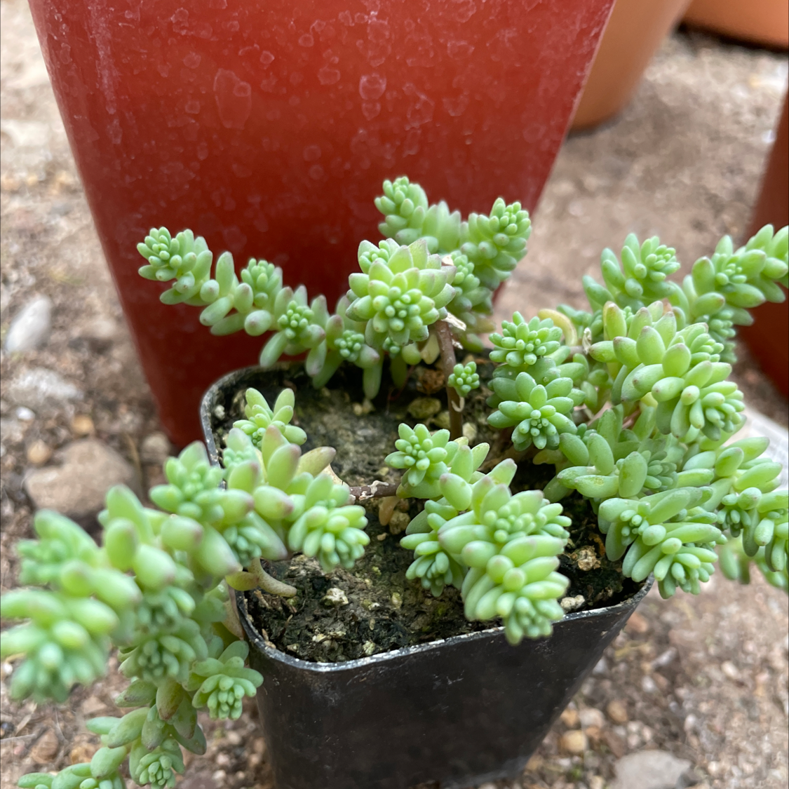 Healthy Spanish Stonecrop in a black pot with vibrant green leaves.