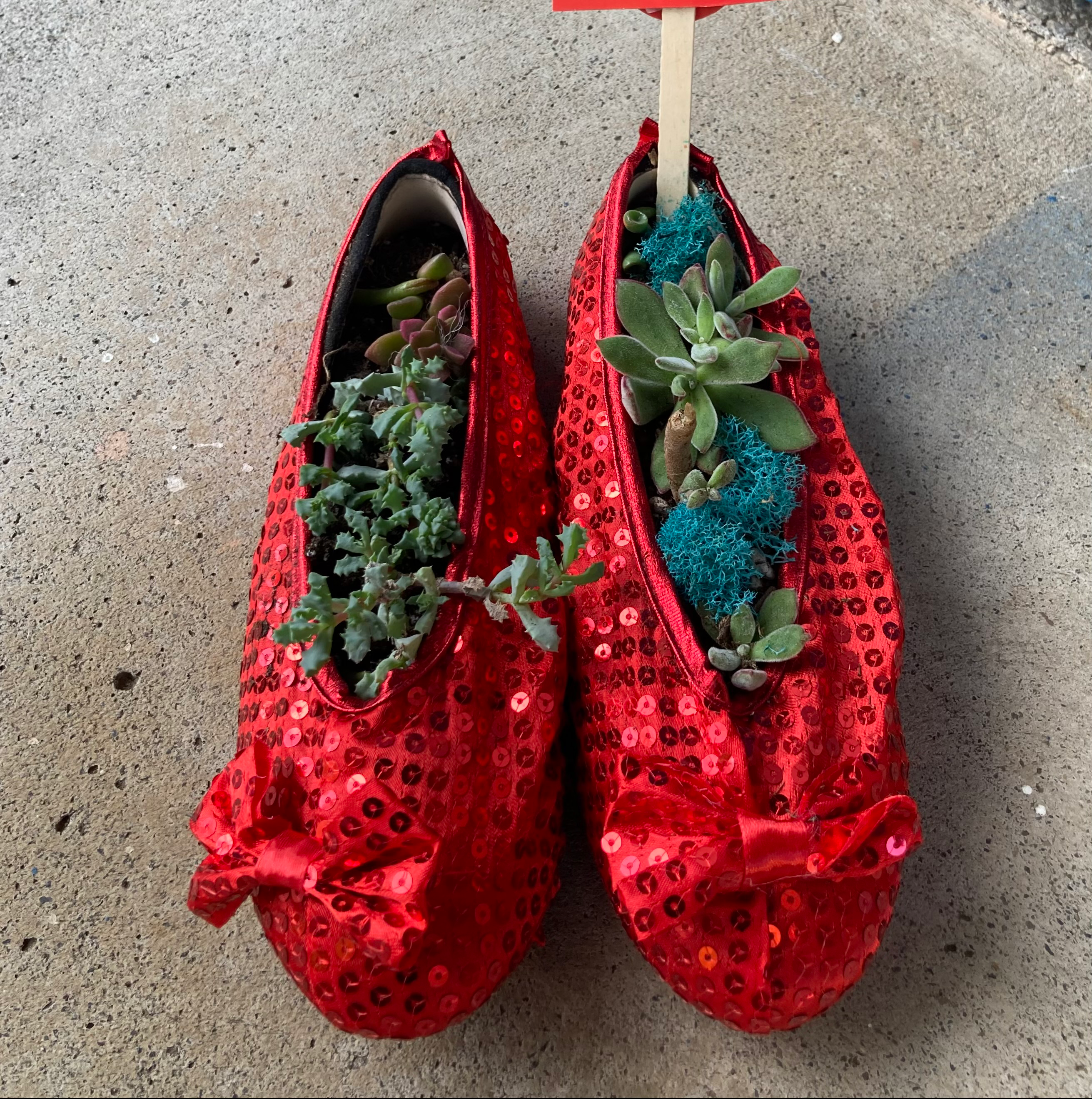 Succulents planted in red sequined shoes, appearing healthy.