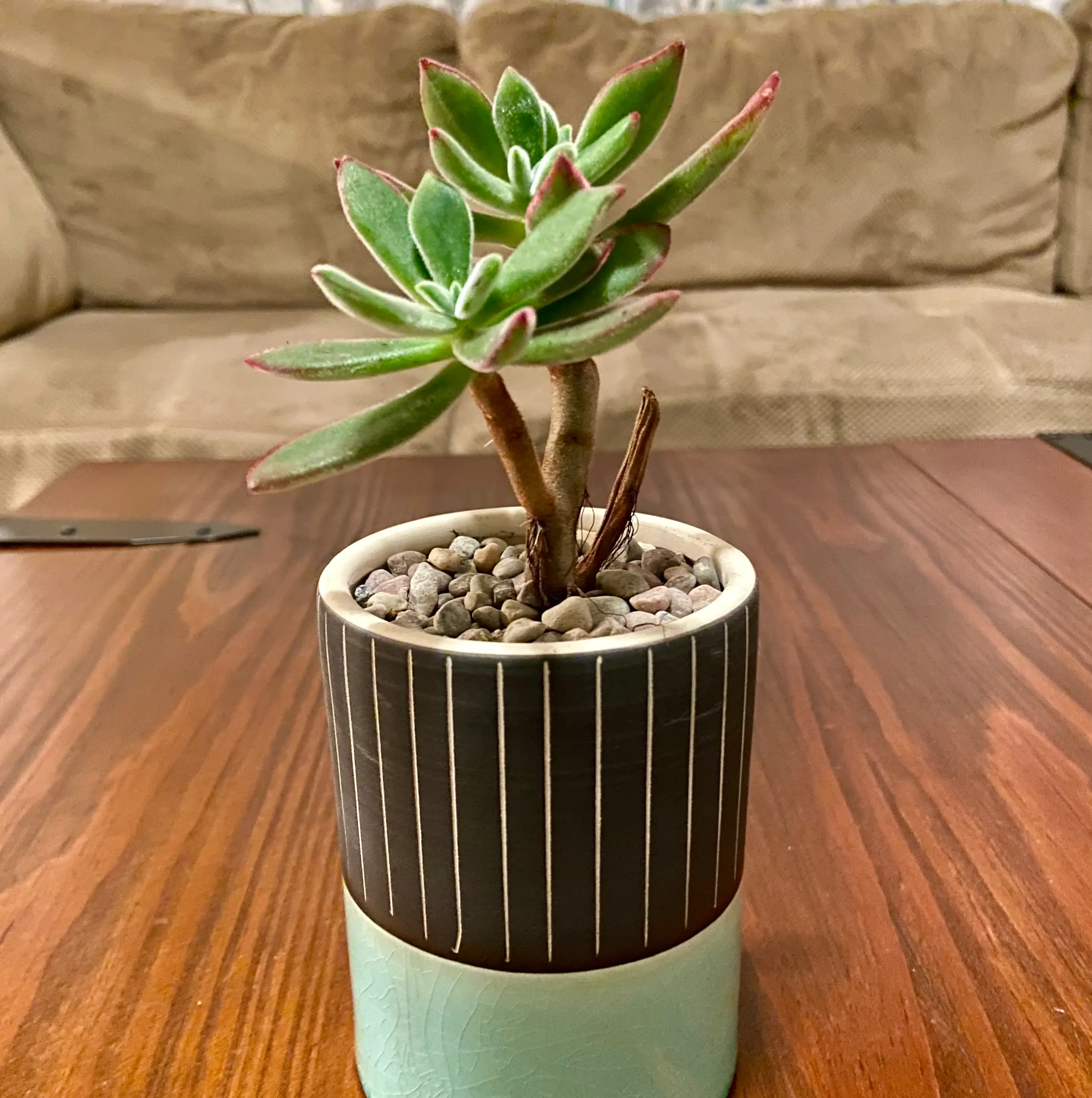 Photo of the plant species Plush Plant by @Chandra.Leafy named Ferguson on Greg, the plant care app