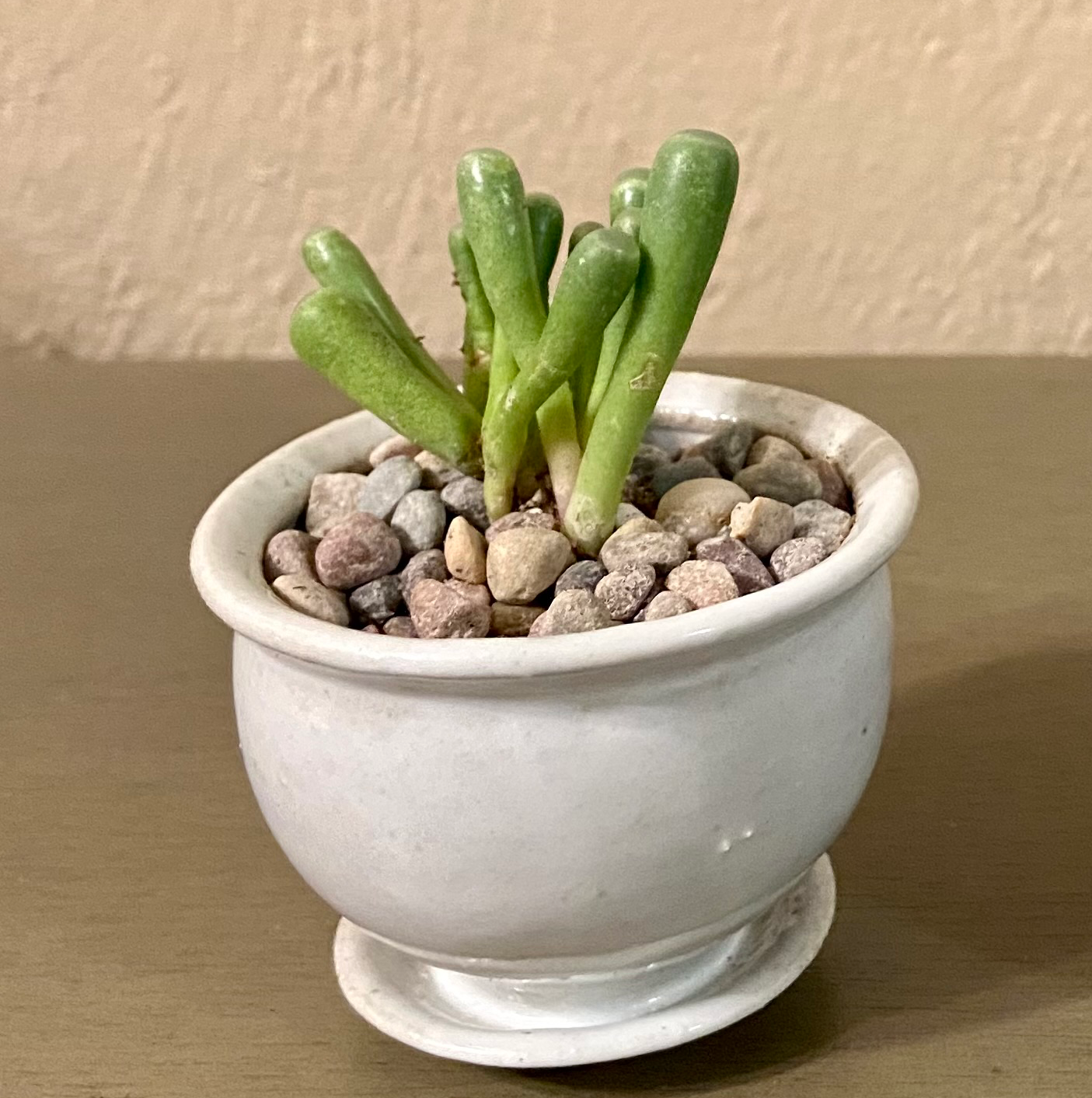 Baby Toes (Fenestraria rhopalophylla) succulent in a white pot with pebbles.