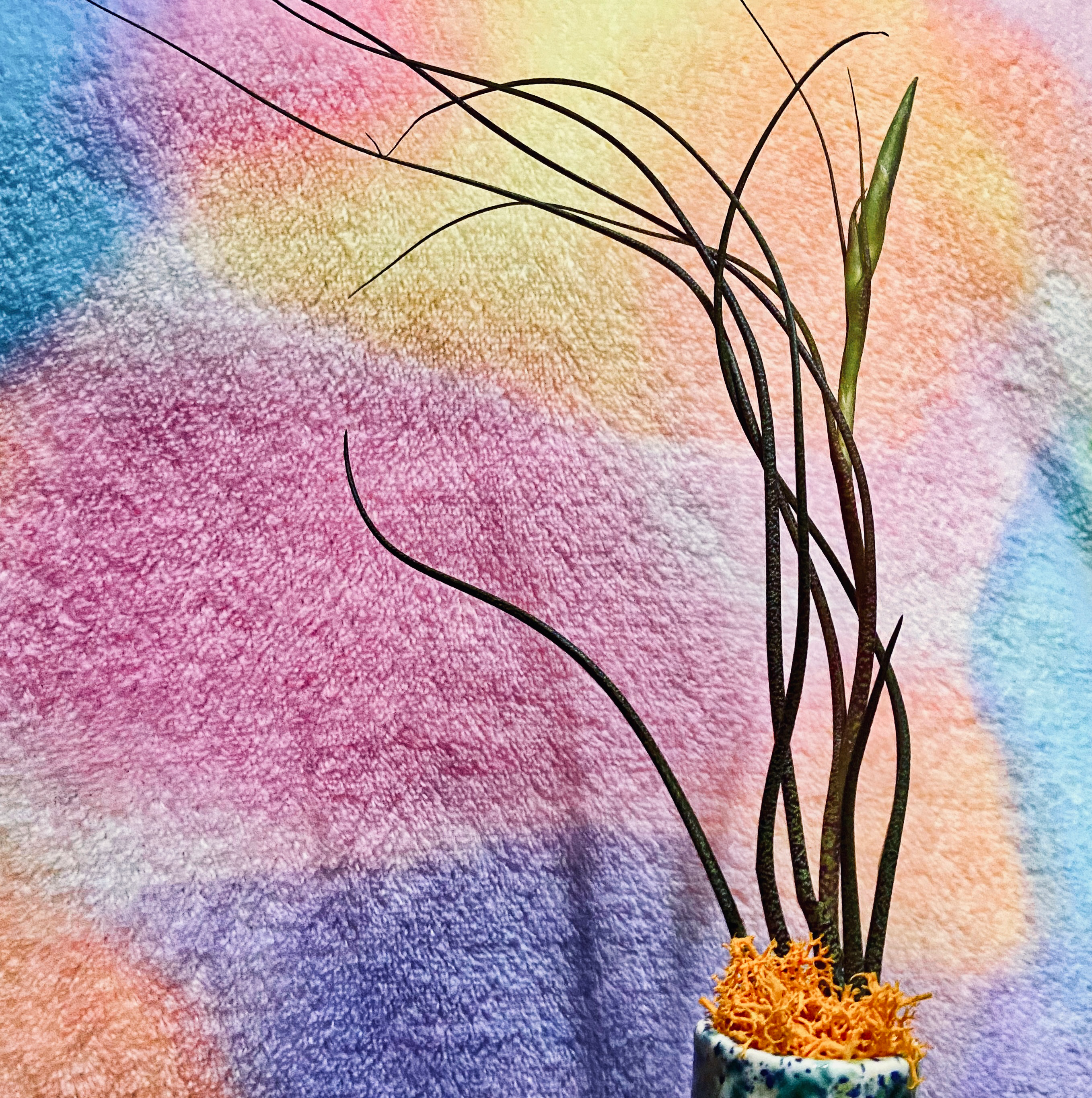 Tillandsia butzii plant with long, slender leaves against a colorful background.