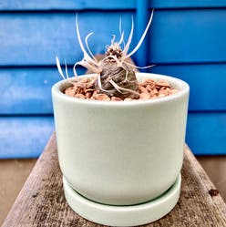 Paper Spine Cactus plant