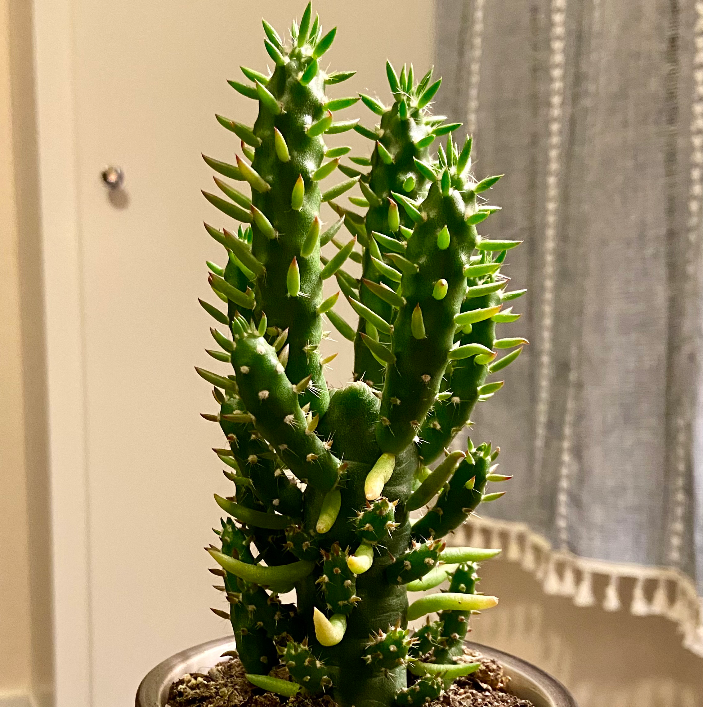 Photo of the plant species Eve's Needle Cactus by @Chandra.Leafy named Winston on Greg, the plant care app