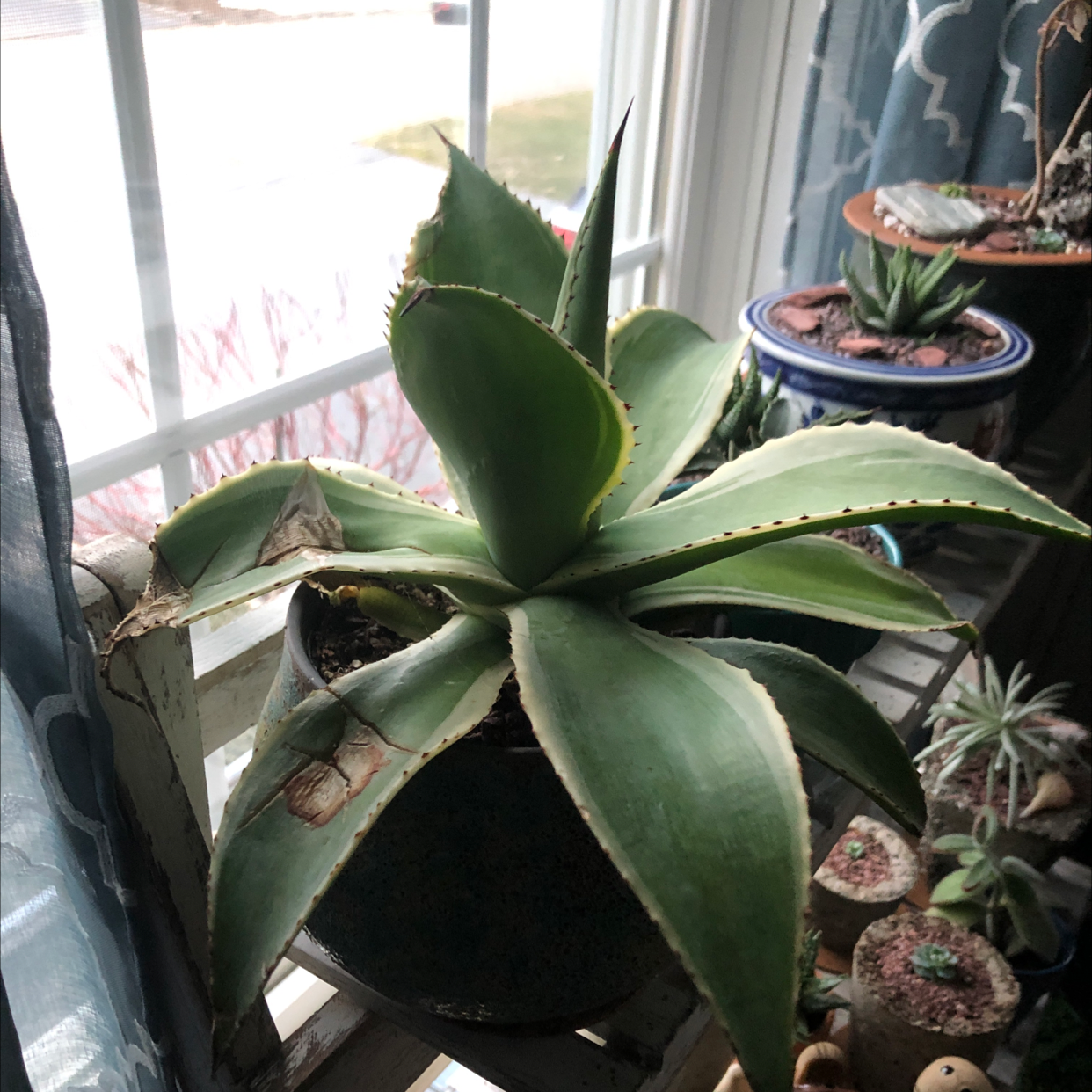 A healthy green Century Plant in a pot near a sunny window, with smaller potted cacti and succulents nearby.