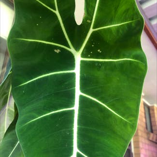 Alocasia Polly Plant plant in Dinmore, Queensland