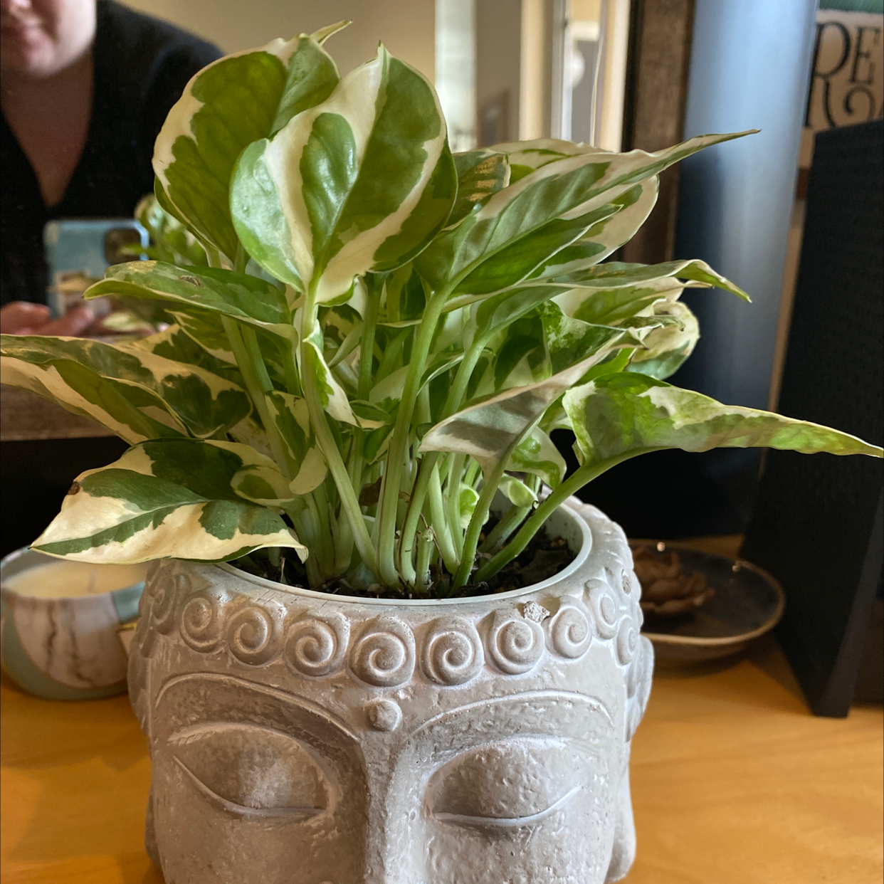 Photo of the plant species White Fusion Peacock Plant by @puffmama named Cahya on Greg, the plant care app