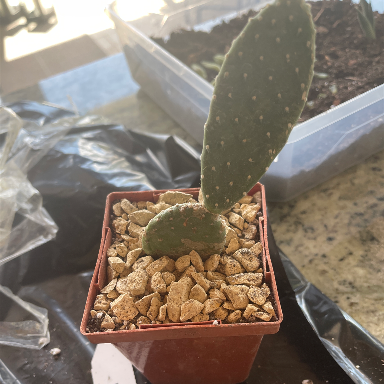 Potted Woolyjoint Prickly Pear plant with two pads and gravel-covered soil.