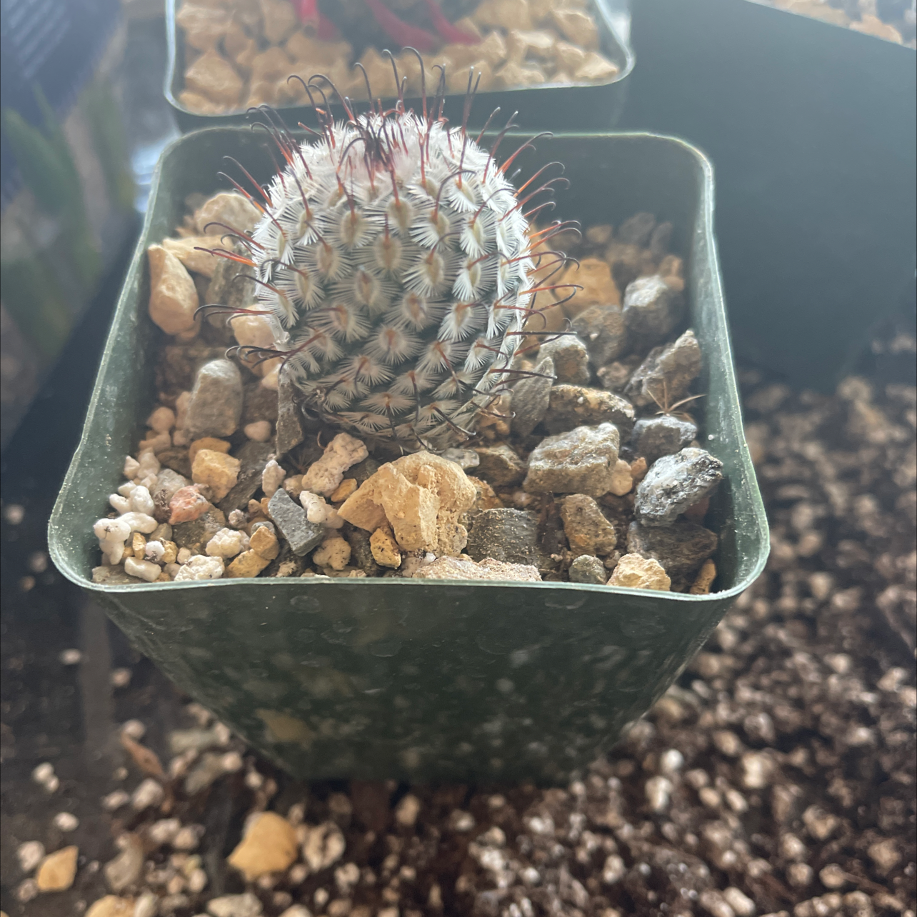 Mammillaria Haageana cactus in a pot with visible soil and no signs of discoloration.