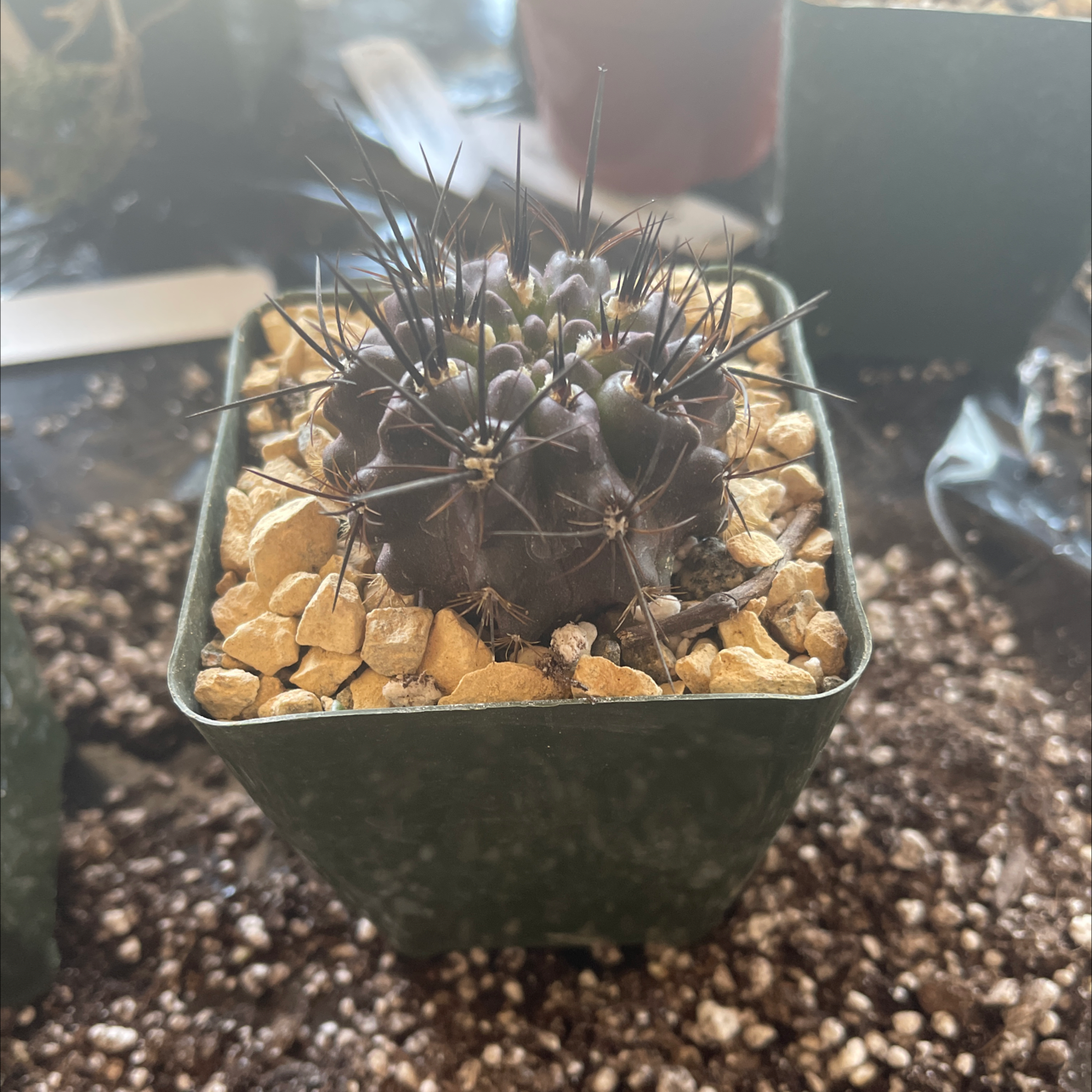 Photo of the plant species Thelocactus rinconensis by Connor named Neochilenia Cachytaenis on Greg, the plant care app