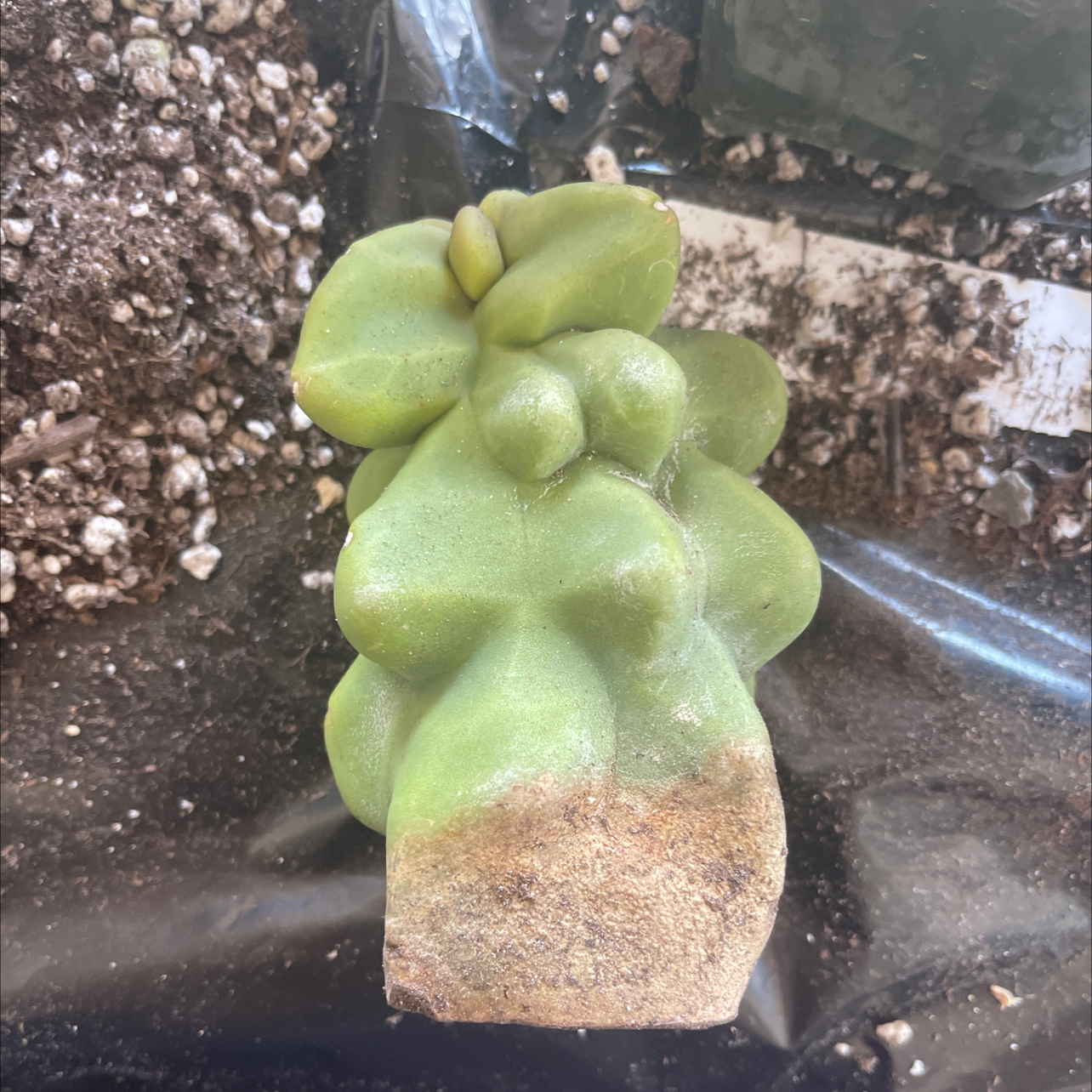 Photo of the plant species Euphorbia 'Zig Zag' by Connor named Euphorbia Psuedocactus on Greg, the plant care app