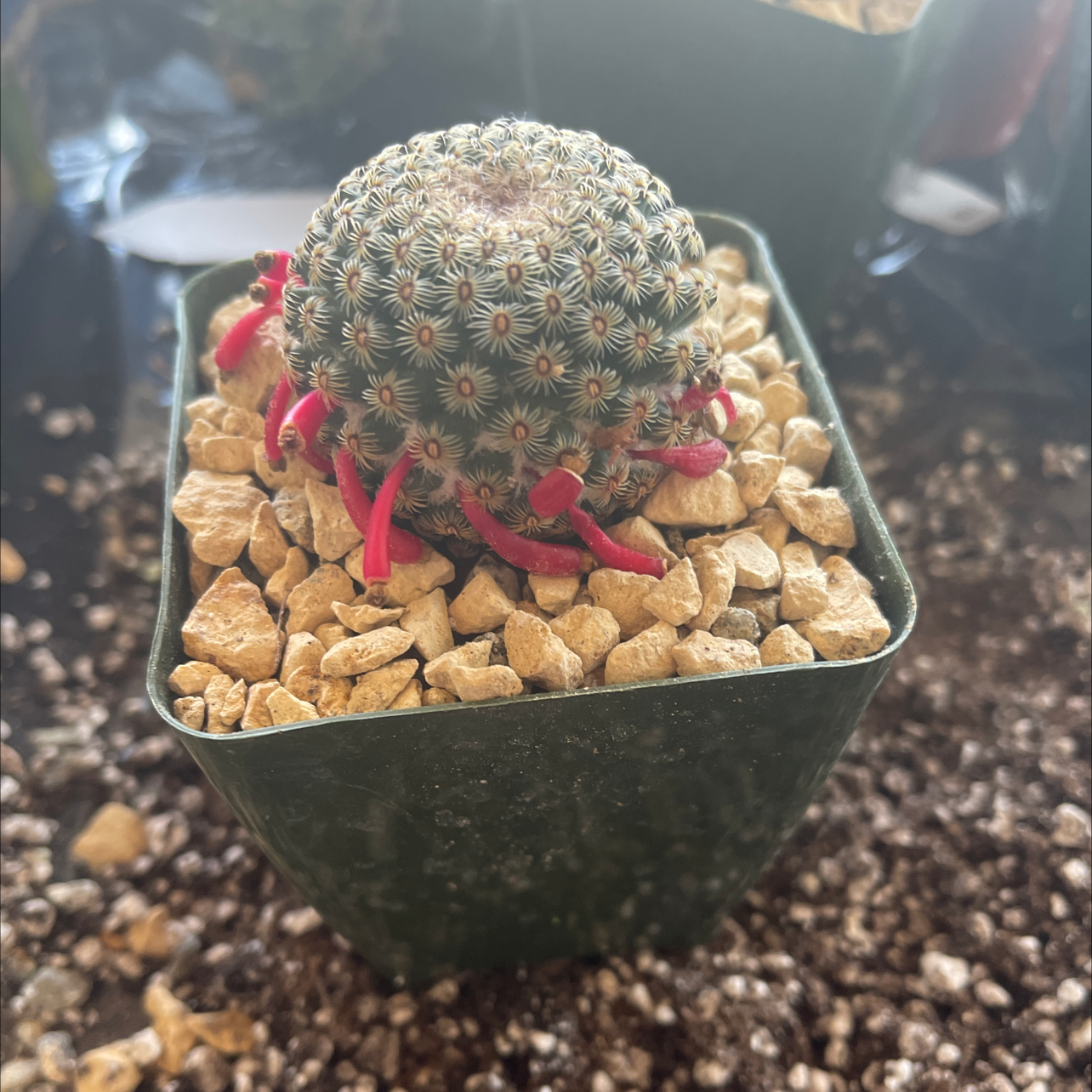 Mammillaria Haageana cactus in a pot with gravel, appears healthy.