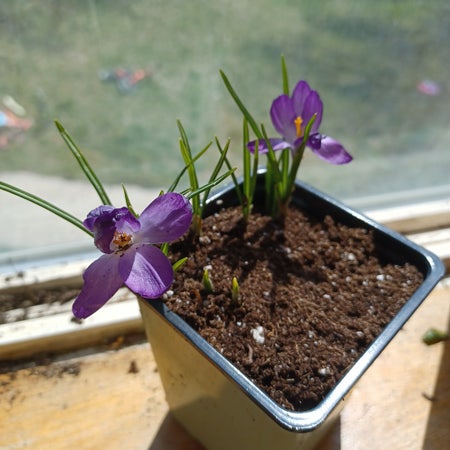 Photo of the plant species Dutch Crocus by Fitoakfern named Crocuses on Greg, the plant care app