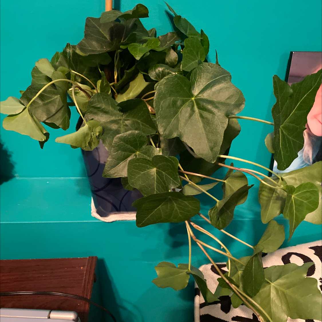 English Ivy plant photo by Lauren named Duke on Greg, the plant care app.
