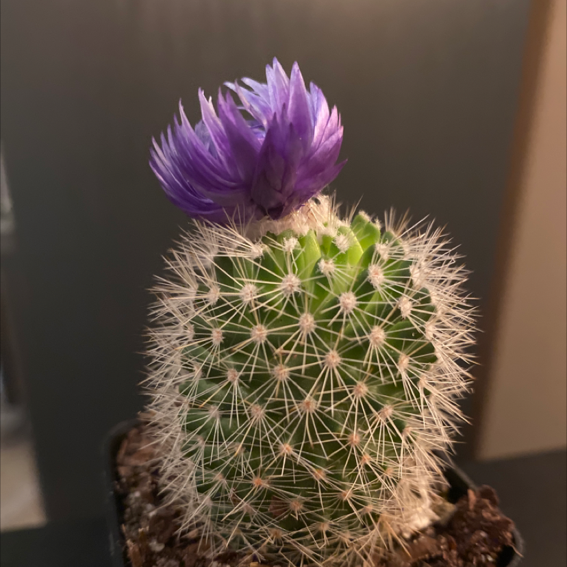 Pincushion Cactus with a purple flower, healthy and well-framed.