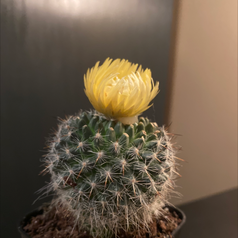 Pincushion Cactus with a yellow flower on top, healthy and well-framed.