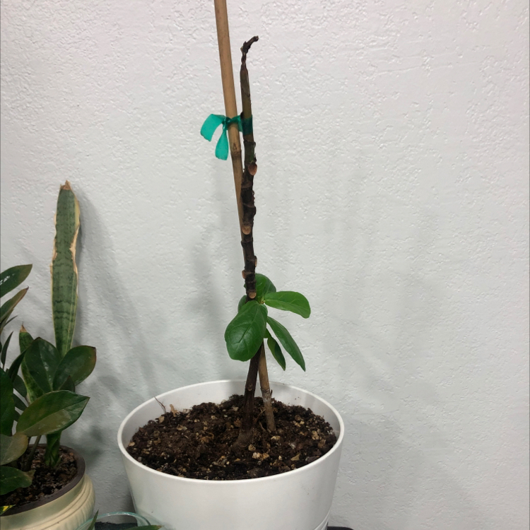 Fiddle Leaf Fig plant photo by @monyca2782 named Fiddler on Greg, the plant care app.
