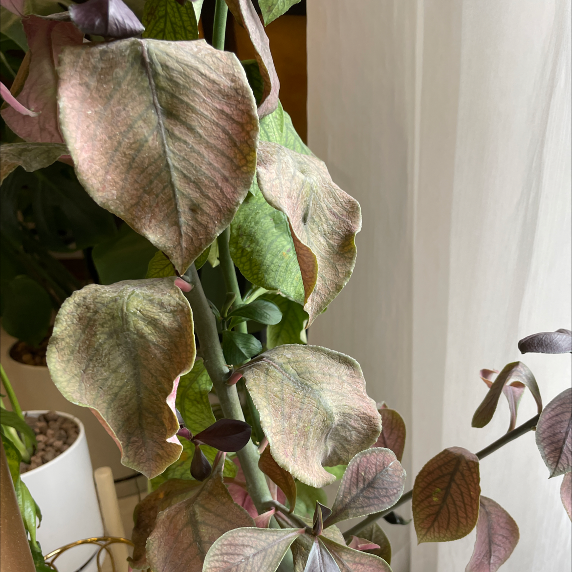 YearRound Light Requirements For My Euphorbia