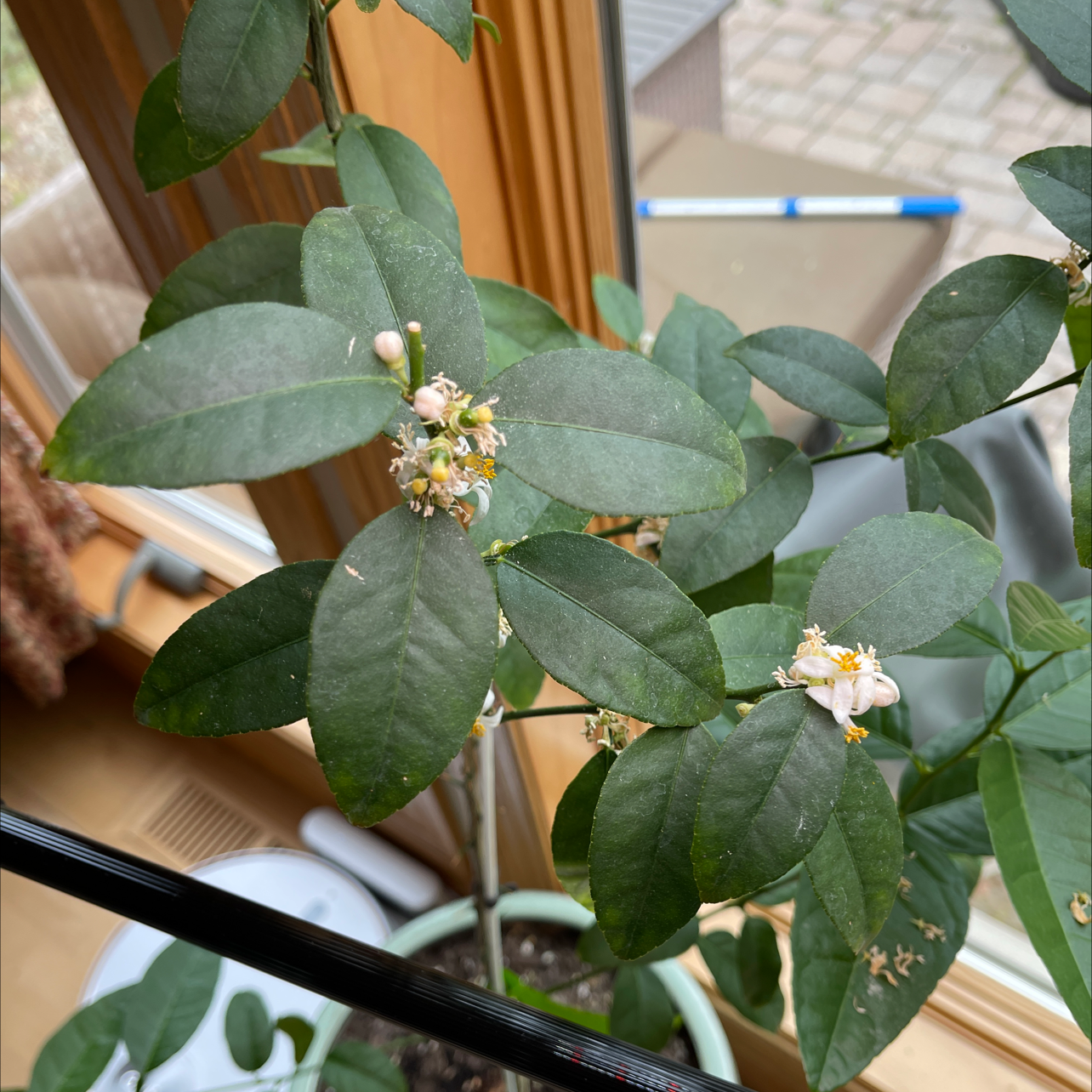 Key Lime Tree with green leaves and small flowers near a window.
