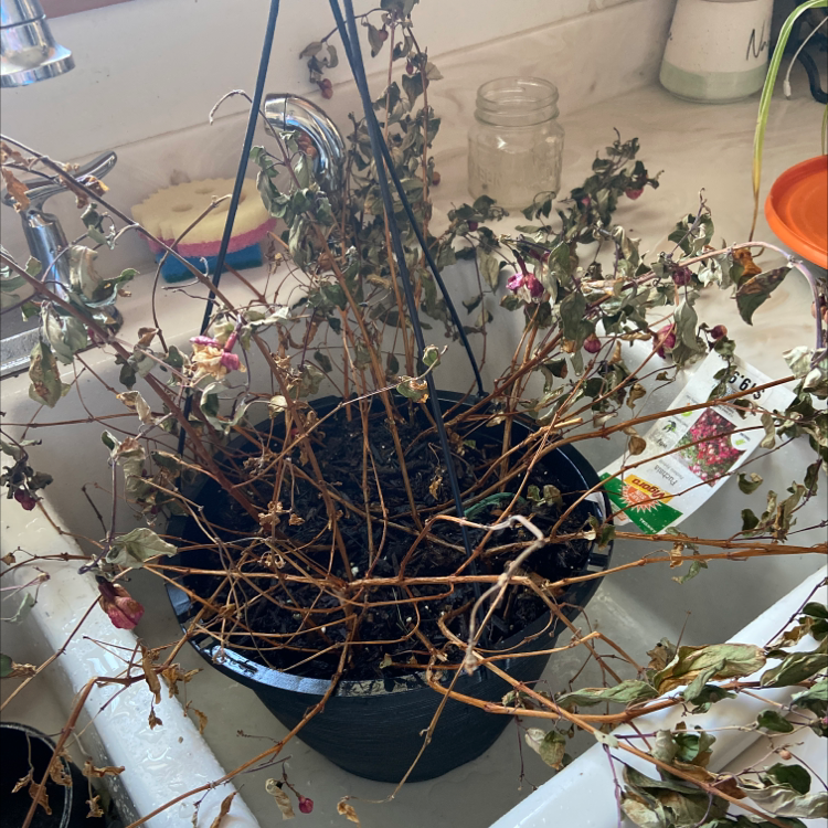 Potted Wingpod Purslane with significant wilting and browning of leaves.