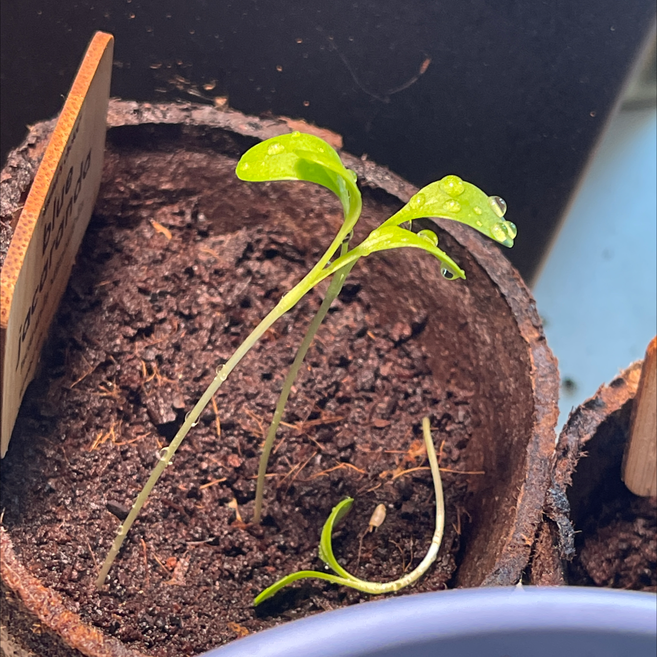 Corny | A plant by @NiftyFeverfew on Greg
