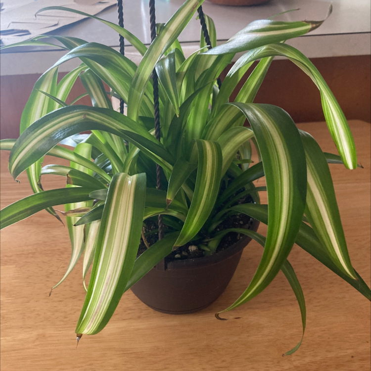 🕷 Why Are My Hawaiian Spider Plant Leaves Curling?