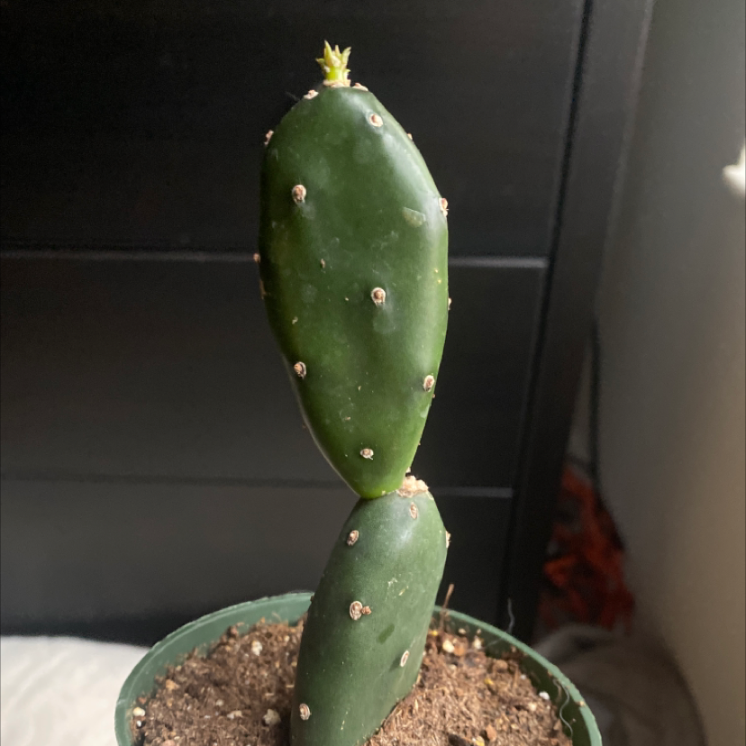 Photo of the plant species Angel Wings Cactus by @GenuineBrushbox named Opuntia canterae on Greg, the plant care app