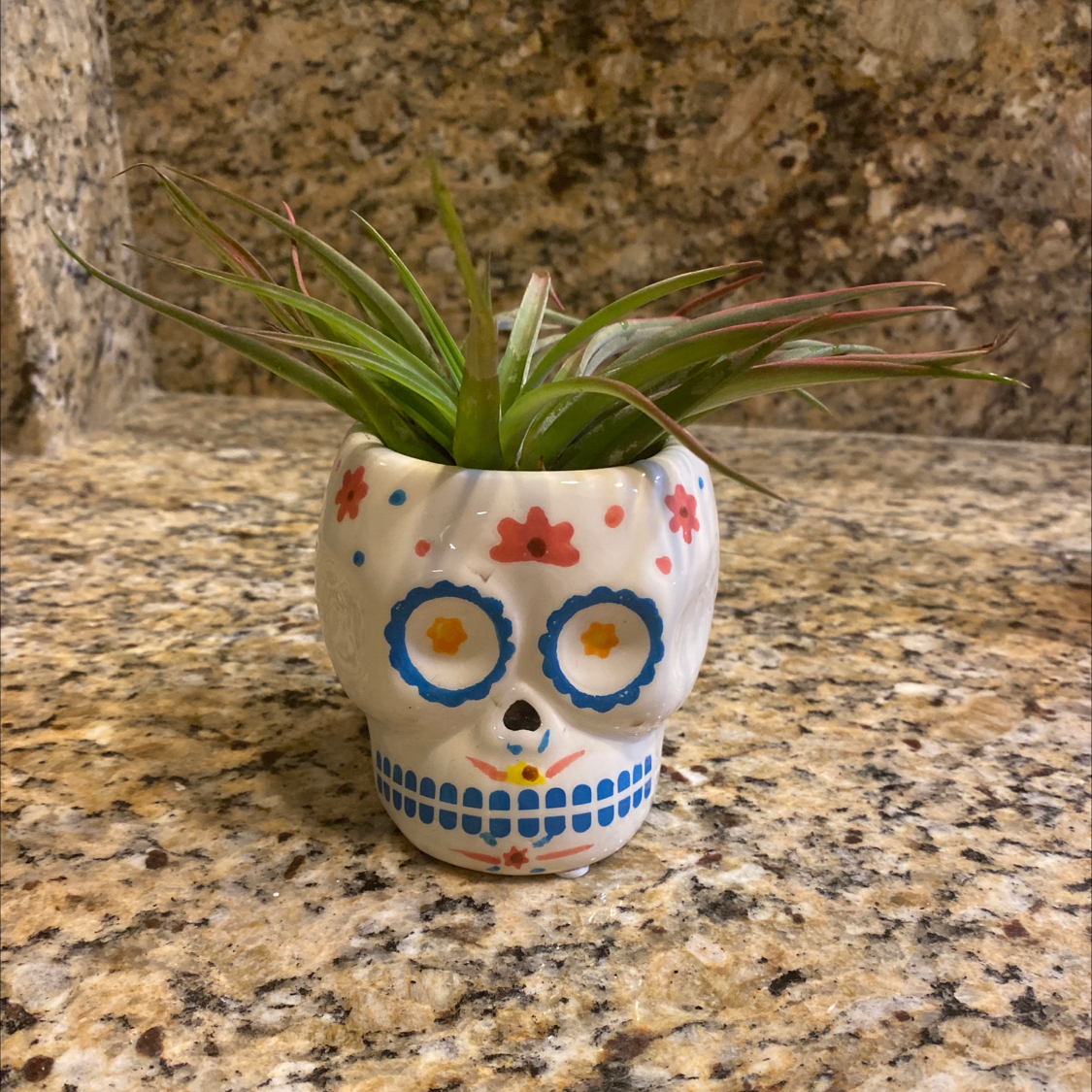 Photo of the plant species Tillandsia harrisii by @Tewiewiora named Todd on Greg, the plant care app