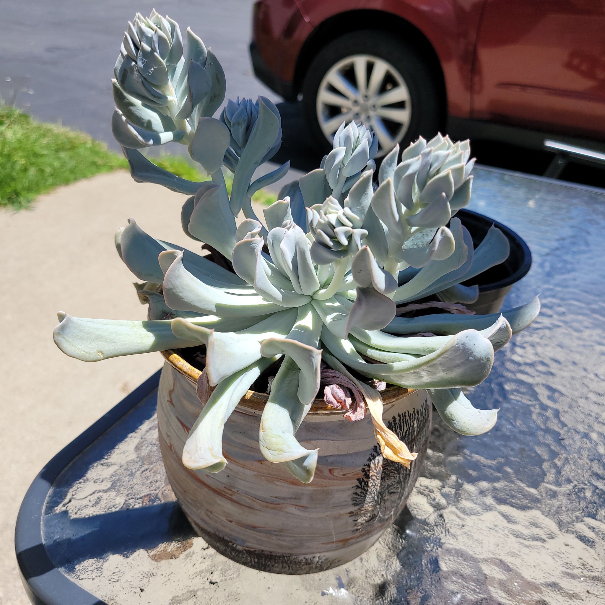 Potted Echeveria 'Topsy Turvy' succulent on a glass table outdoors.