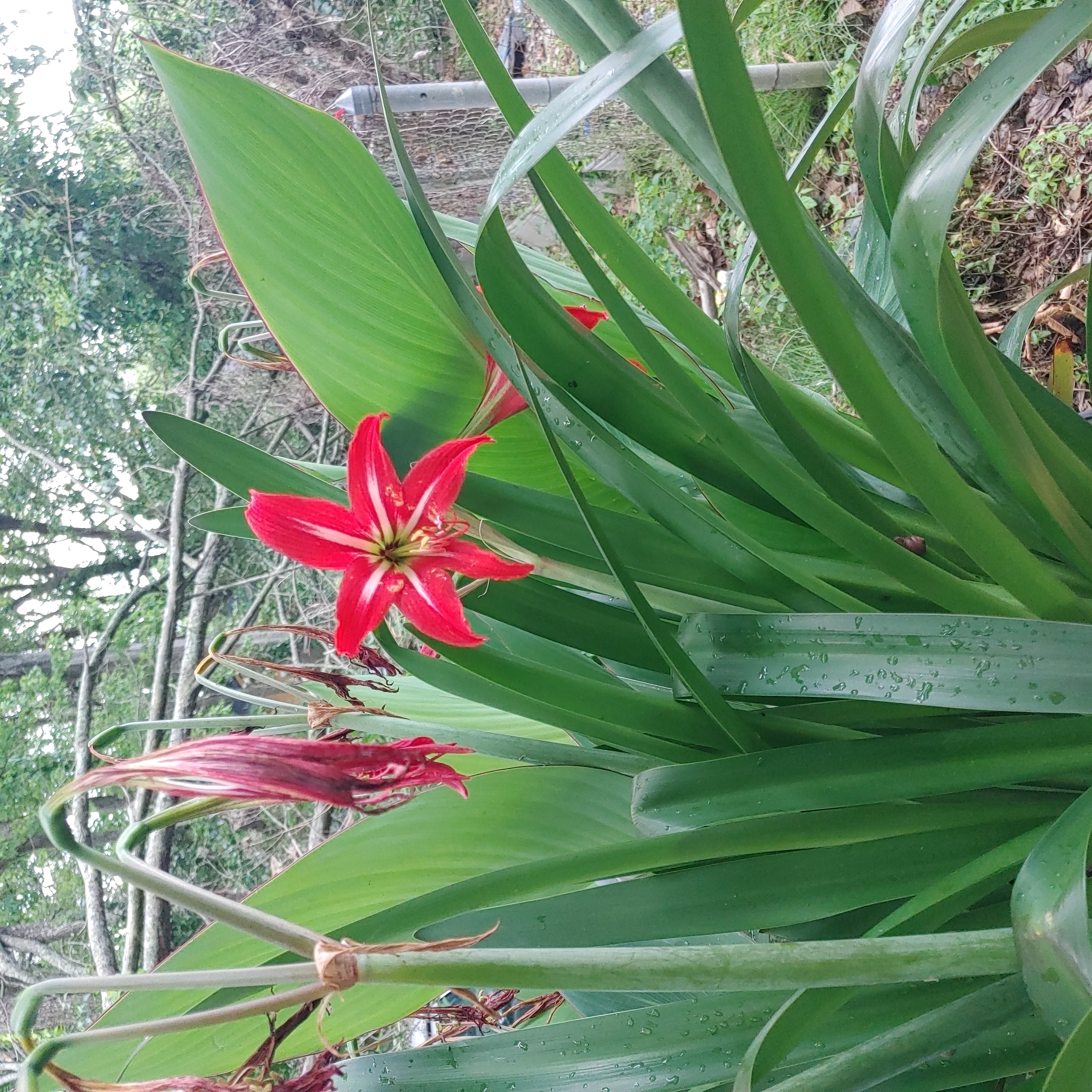 Photo of the plant species Aztec Lily by @villagewmn named Stella on Greg, the plant care app
