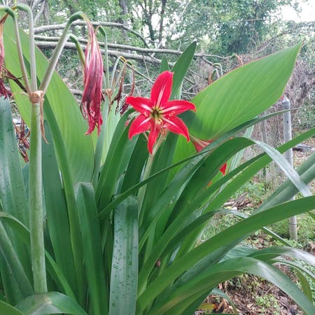Photo of the plant species Aztec Lily by @LushRoselle named Stella on Greg, the plant care app