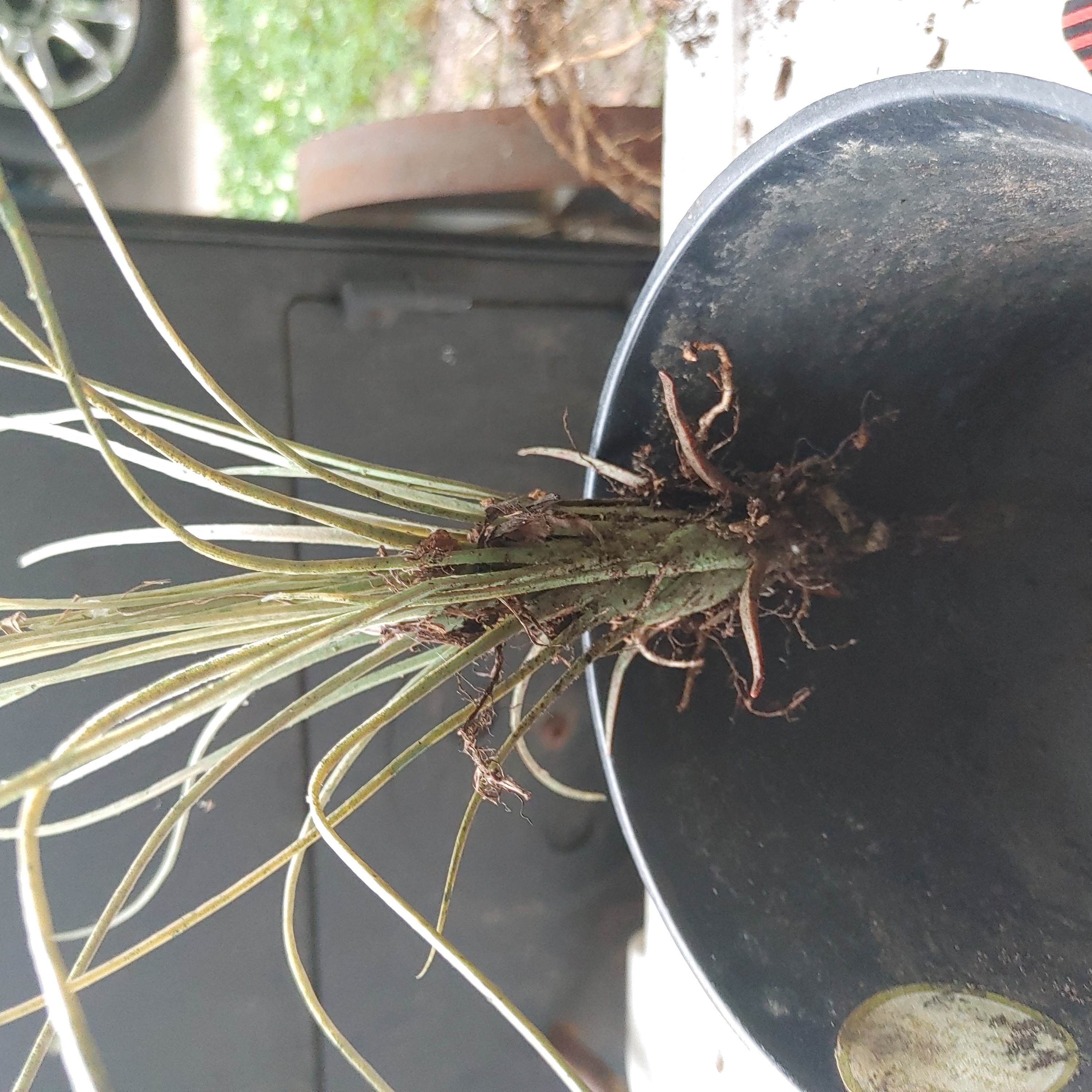 Tillandsia Juncea plant with elongated leaves in a pot, roots visible.